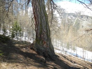 larix decidua rinascimentale