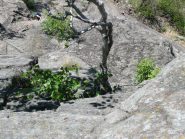 La betulla del diedro finale vista dalla fine del primo salto