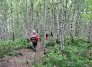 bel bosco di betulle