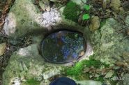 Le impronte nella pietra lasciate dagli animali nel corso dei secoli