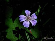 Fiori