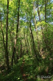 Molto bello il bosco