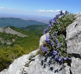 primula dei calcari