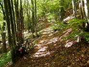 la salita nel bosco verso il Galero