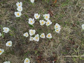 primavera