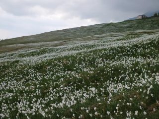 Narcisi, narcisi e ancora narcisi.....