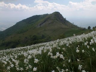 Il Calvo dal Pian delle Nere