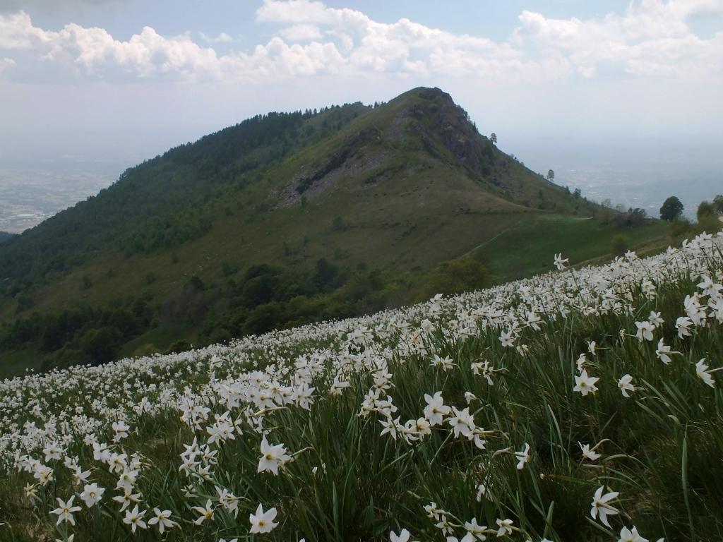 Il Calvo dal Pian delle Nere