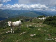 Alcune delle mucche al pascolo