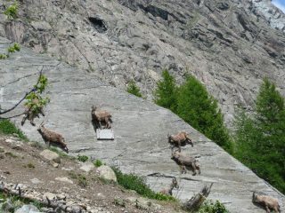 Stambecchi sul paravalanghe a caccia di sali minerali