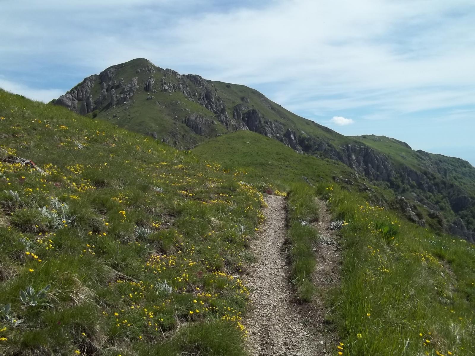 galero dalla dorsale di discesa