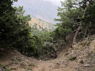 La zona boscosa del Mavri Thalassa