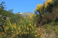 Ginestre e neve