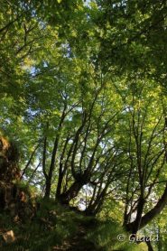 Nel bel bosco