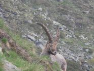 07 - Stambecchi alle Grange Gianuva