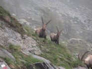 06 - Stambecchi alle Grange Gianuva