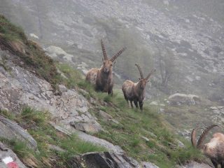 06 - Stambecchi alle Grange Gianuva