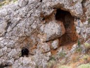 Capra sull'uscio di casa