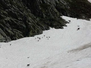 gruppo di piccoli camosci che facevano le corse !!!!