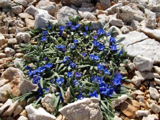 Cespuglio di anchusa cespitosa, fiore endemico dei Lefka Ori