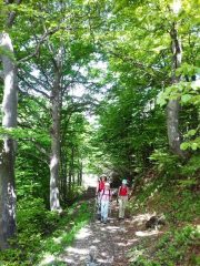 faggeta a gias degli arpi