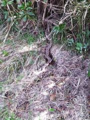 vipera sul sentiero, a caccia di piccoli roditori