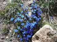 Nel blu ... dipinto di blu ...