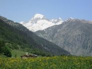 dalla valle in fiore