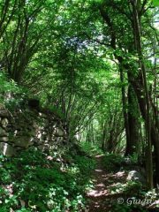 Boschi mulattiere muretti in pietra a secco