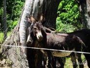 Asinelli al pascolo assaliti dalle mosche