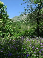 Fioriture e montagne