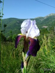 Fiori meravigliosi