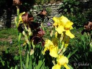 Fiori e colori