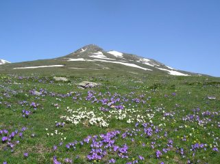 bella fioritura con il pizzo 