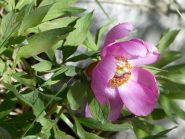 Peonia officinalis