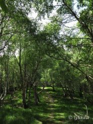 In discesa nel bel bosco