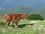 La mamma col piccolo