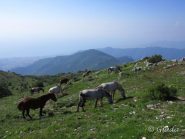 Splendidi cavalli al pascolo