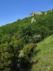 Il sentiero verso il crinale immerso nel verde 