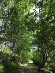 Viale alberato