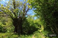 Castagno secolare