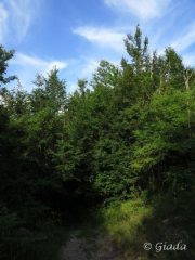 Nel bosco