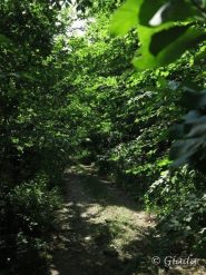 La strada invasa dalla vegetazione