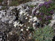 La vita si fa largo tra le rocce