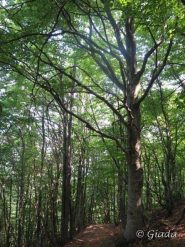 La bella faggeta verso il Bocchino delle Meraviglie