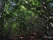 Nella faggeta verso il passo delle Caranche