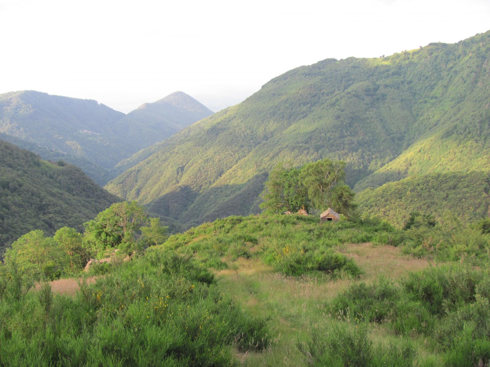 salendo nella vegetazione