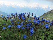 esplosione floreale
