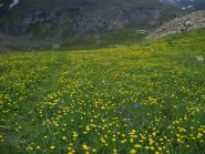Fantastica fioritura