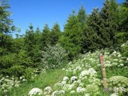 Lungo l'Alta via